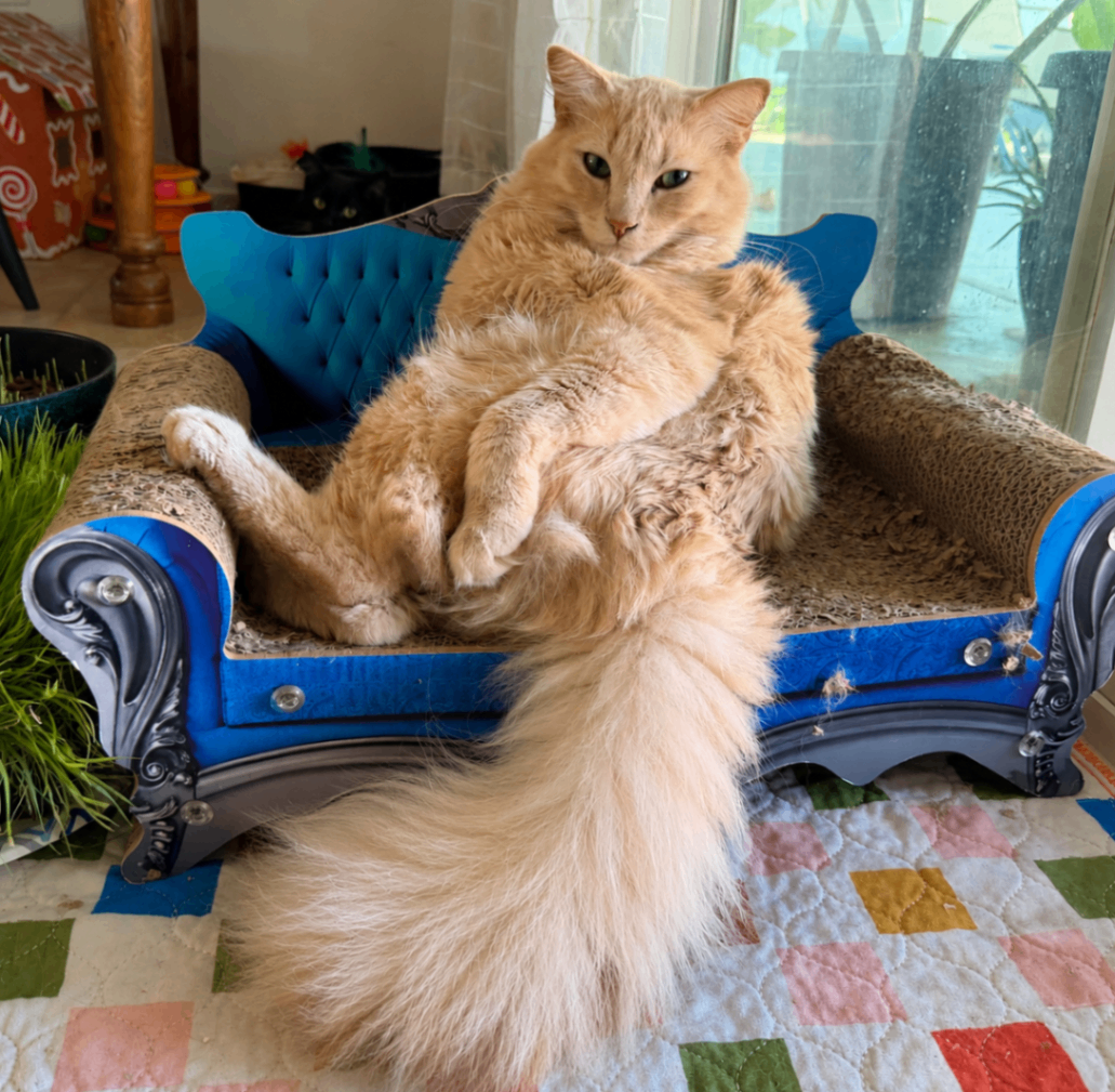 Tommy Snow Cat